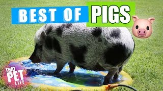 Pig Loves to Slip 'n' Slide! 😂🐷 | Funny Farm Animals