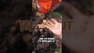 🥔 Harvesting and Replanting of Purple Potato #potato #unlimited #homestead