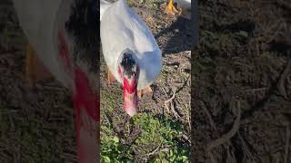 Ducks at the pond #animal #duck #ducks #animals #ducklove #goose #duckquack #animalspecies