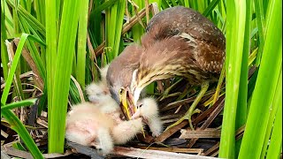 The Tradition Of Raising Birds, Baby Birds Grabbing Food