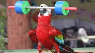 FUNNIEST PARROTS - Cute Parrot And Funny Parrot Videos Compilation [BEST OF]