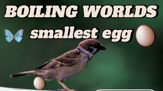 # boiling worlds smallest egg #1millonveiws #subscribe