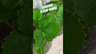 Berkebun Di Rumah Menyenangkan #youtubeshorts #shorts #menanamdirumah #menanam #sayuran