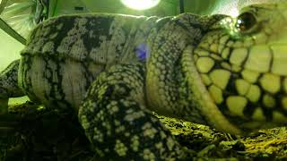 Dinosaur The Tegu | Up Close And Personal (Brumation)