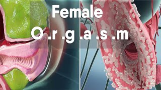 The Female Orgasm