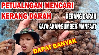 KERANG DARAH PENGHUNI PANTAI BERLUMPUR DI LAUT LEPAS_TEKNIK MENCARI KERANG DARAH