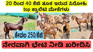 ರಾಜಸ್ತಾನ್ ಇಂದ ಕೇವಲ ₹250/- kg ಸಿರೋಹಿ ಮೇಕೆಗಳು Top quality sirohi goats