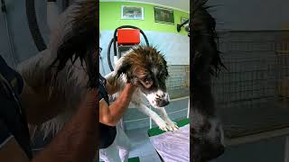 il BAGNETTO del LUPETTO #dogwash #cane #toelettatura