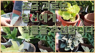 '조금 괴로운 당신에게 식물을 추천합니다' 말 없는 분갈이 영상. 페페, 필로덴드론, 수입국화, 제라늄, 드라세나, 몬스테라 등등 31개의 식물들을 분갈이 합니다.