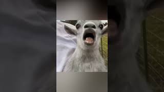 Please Subscribe!! Cutest Funny Baby Goats🥰🥰 Video Compilation