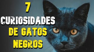 7 CURIOSIDADES SORPRENDENTES sobre los GATOS NEGROS