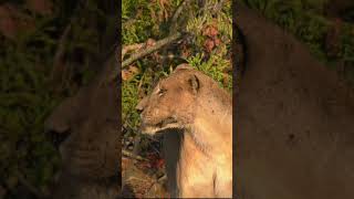 Beautiful lioness in morning light #lions