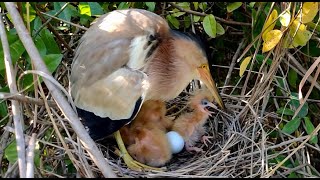 The Mother Provided a Large amount of food to the smallest baby