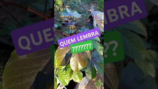 QUEM SABE?? QUAL NOME? #shortvideo #roça #interior #plantas #sitio #short #shorts #plantasmedicinais