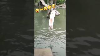 funny cute cats🐱🥰😂❤️, #viral #funnyvideo #trending #reels #shorts #cat #catlover