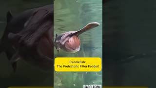 Paddlefish: The Prehistoric Filter Feeder! AquaVerse #paddlefish #ancientfish #shorts