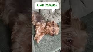 😀 А мне хорошо!  #приколы #shorts  #смешнойпёс  #video #собака #смешныевидео