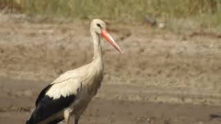 White stork