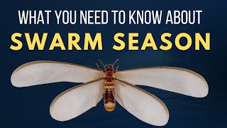 Termite Swarm Season: What you Need to Know (to keep your home safe)