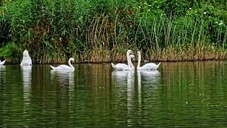 hendre lake aug 2024 st mellons cardiff