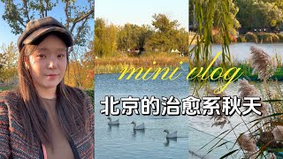 vlog | 欢迎来欣赏北平的秋天🍁 #vlog  #beijing  #autumn