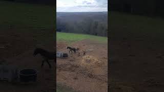 spectacle de chevaux dans la Nature