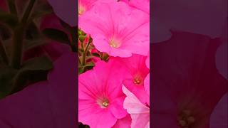 Australia 🇦🇺 ♥️Beautiful Petunia Blooms 💐#garden #Sydney #shortsviral #shortsvideo #howto #gorgeous