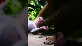 #monkey #babymonkey #monkeycry #newbabymonkey #newbornbaby #fbreel #facebook #short #shortvideos #Mo