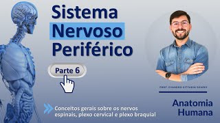 SISTEMA NERVOSO PERIFÉRICO - PARTE 6  - NEUROANATOMIA