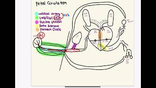 Pedia 1 - Fetal Circulation (M101- Concepts in Pediatrics)