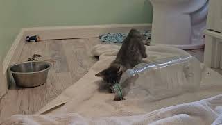 Foster Kitten Skrunky Uses Ultimate Secret Ninja Skills to Take Down Countless Enemies [REAL]