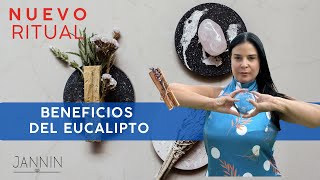 Beneficios del Eucalipto. Nuevo ritual Jannin #jannin #Rituales