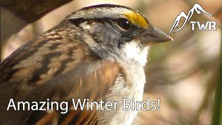 Birding For Carolina Wrens, Eastern Towhees, and More! (4K)