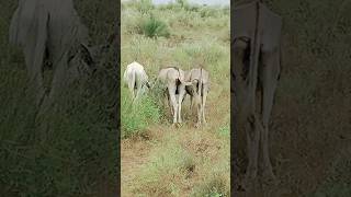 #donkey #animals #janwar #youtubeshorts