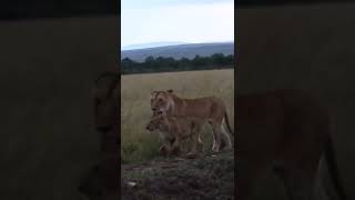 Our Encounter With the Marching Pride!🤔#shorts #safari #travel #travelling