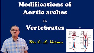 Modifications of Aortic arches in Vertebrates