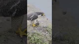 Peregrine Falcon #subscribe #shorts #wildlife #nature #birdwatching #birdsofprey #falcon #raptors