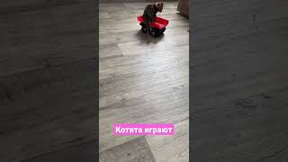 #shorts котята играют #video