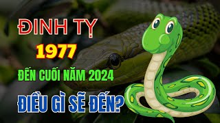 Tử Vi Tuổi Đinh Tỵ 1977, Điều gì sẽ đến với Bản mệnh Là may mắn hay vận hạn Từ giờ đến cuối Năm 2024