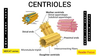 CENTRIOLES | Structure and Functions of the Centriols | Class 1st year Unit One | Cell Biology | BTB