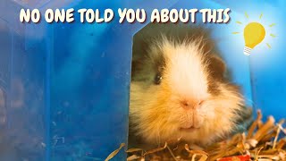 5 RANDOM but INTERESTING Guinea Pig Facts NO ONE Told You About