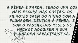 🐦🎶 COMO FAZER O PAPA-CAPIM PEGAR O CANTO TUI TUI? SAIBA TUDO SOBRE O COLEIRO AQUI!