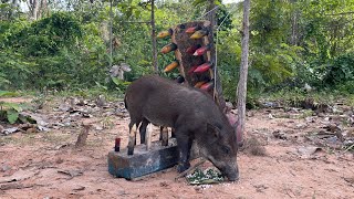 Creative Unique Wild Pig Trap Using Wood - Best Wild Pig Trap#shortvideo #wildpig #WildboarTrapping