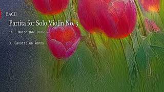 [BACH] Partita for Solo Violin No. 3 BWV 1006:  3.  Gavotte en Rondo