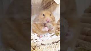 Hamster tries to handle the hazelnut 🌰😂