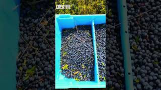 How to collect fruits Efficient Techniques for Harvesting Blueberries #trending #nature