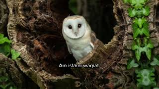 Imam hussain And owl story | imam Hussain As aur ullu ka waqia | #owls