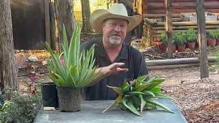 Fastest Way to Propagate Aloe Vera