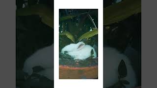 Rabbit cute Eating Food #funnyvideo #worldanimals #rabbit