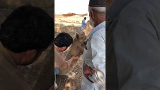 Camels short #animals #youtubeshorts #youtubevideos #peacok #shortvideo #shorts